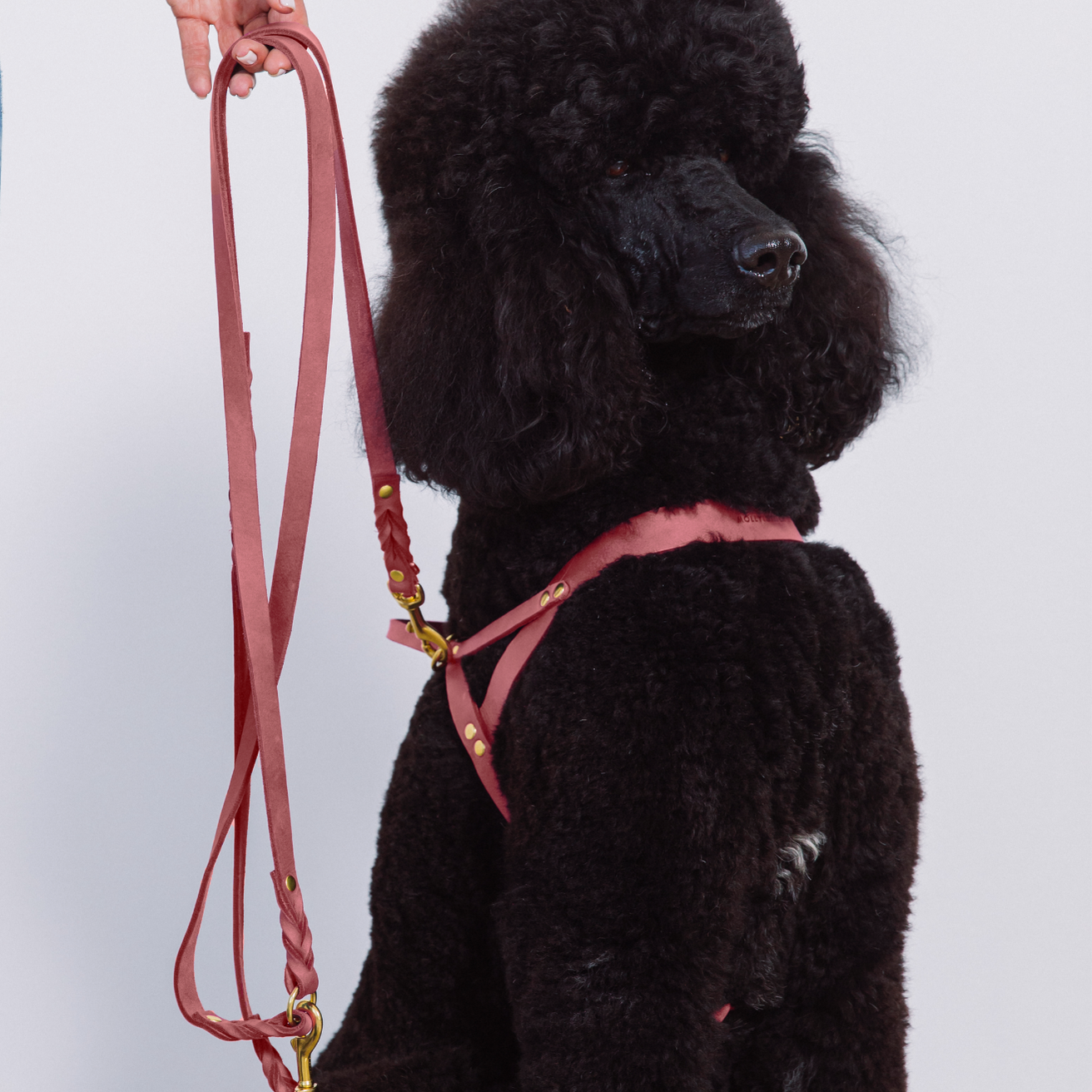 Butter Leather 3x Adjustable Dog Leash - Coral