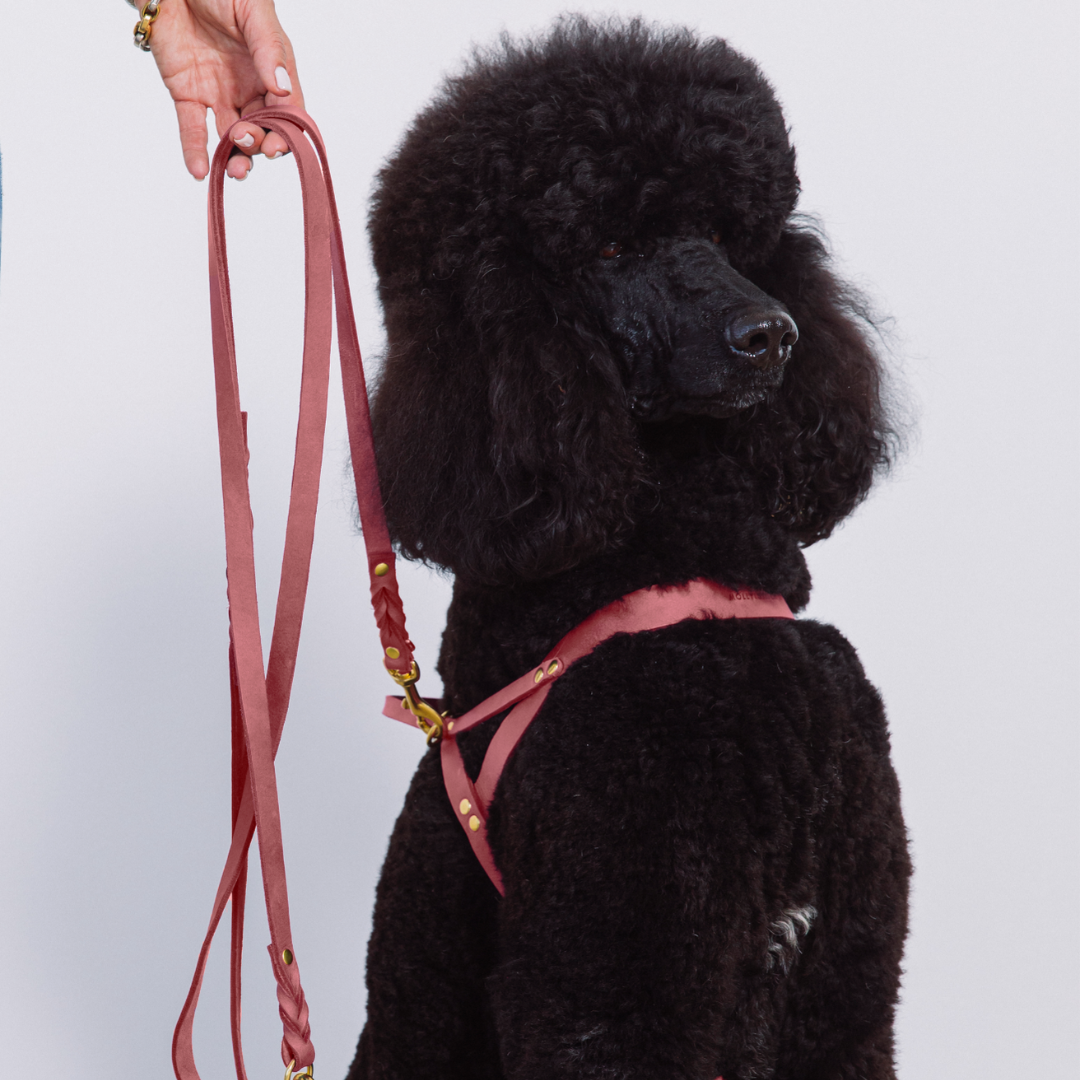 Butter Leather Dog Harness - Coral