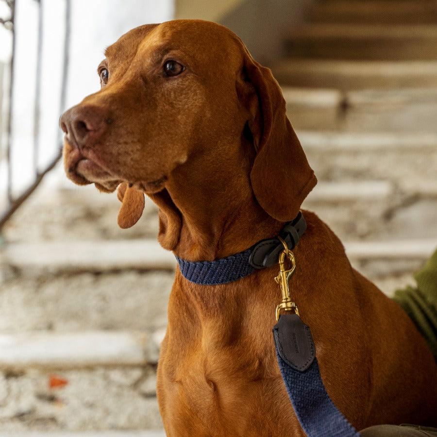 Serrana Dog Collar - DENIM
