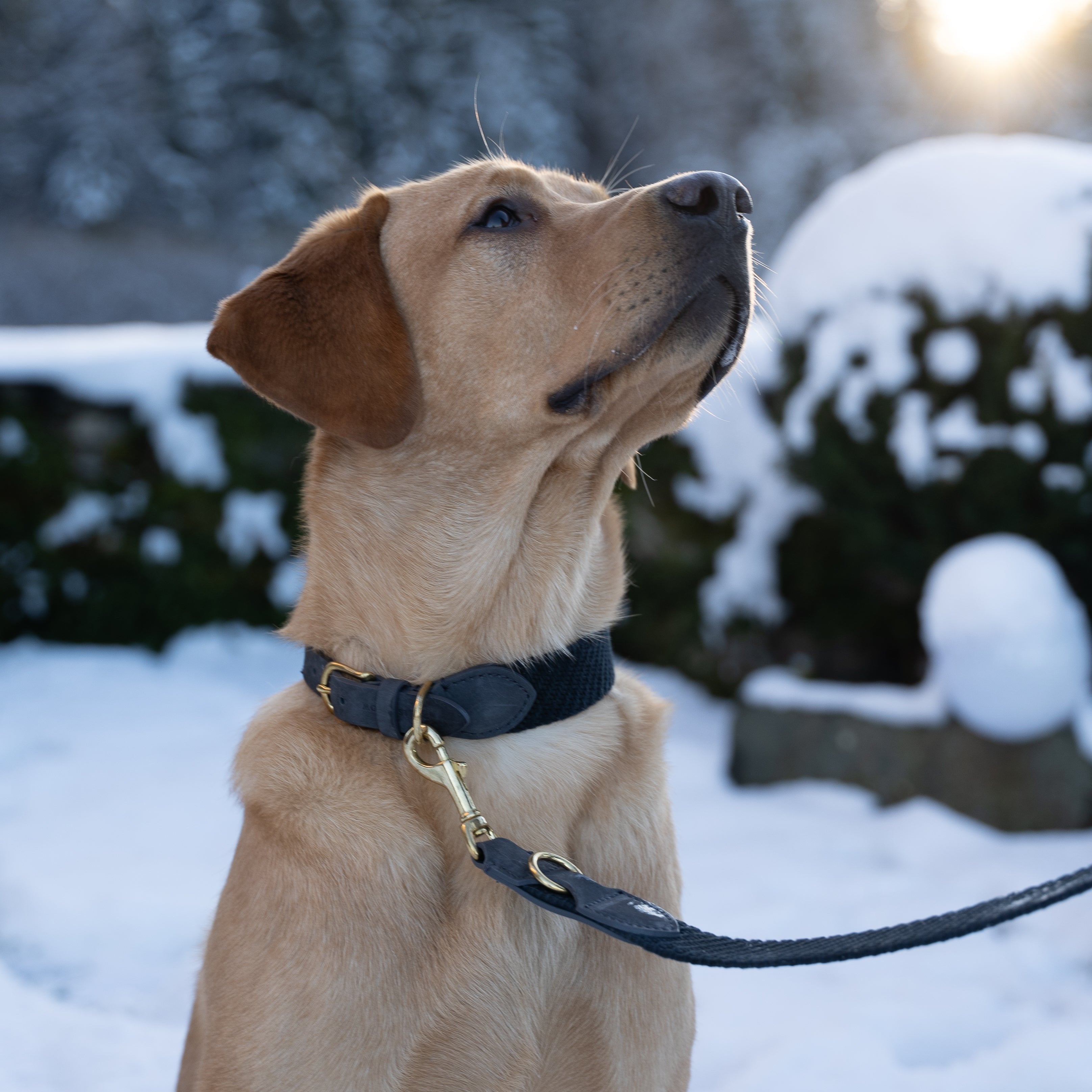 Serrana Dog Collar - Indigo