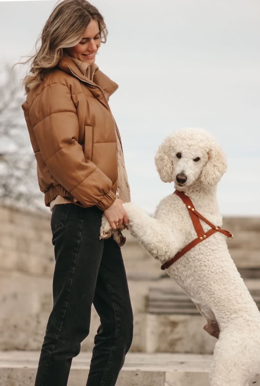 Butter Leather Dog Harness - Sahara Cognac