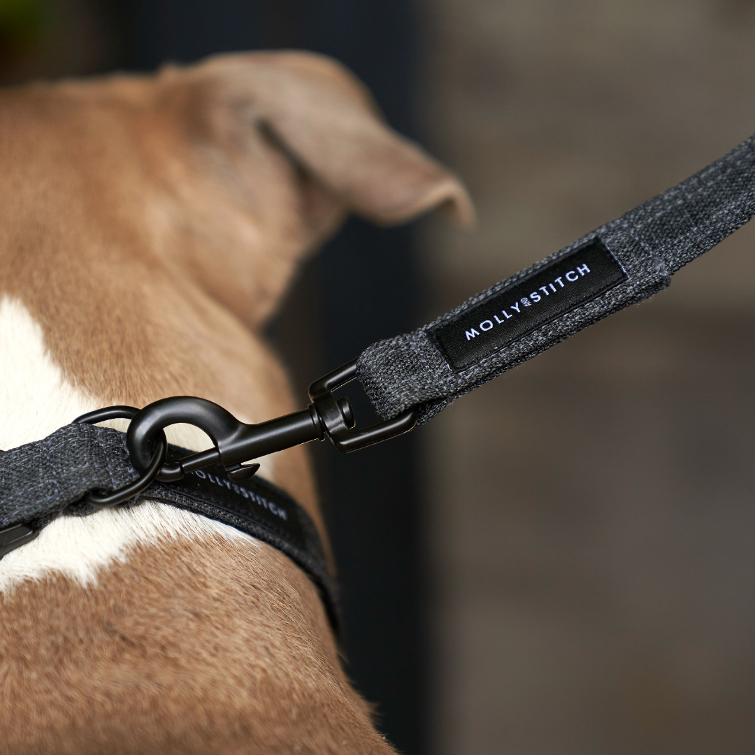 Handcrafted leather leash with braided accents, brass hardware, and a buttery soft handle