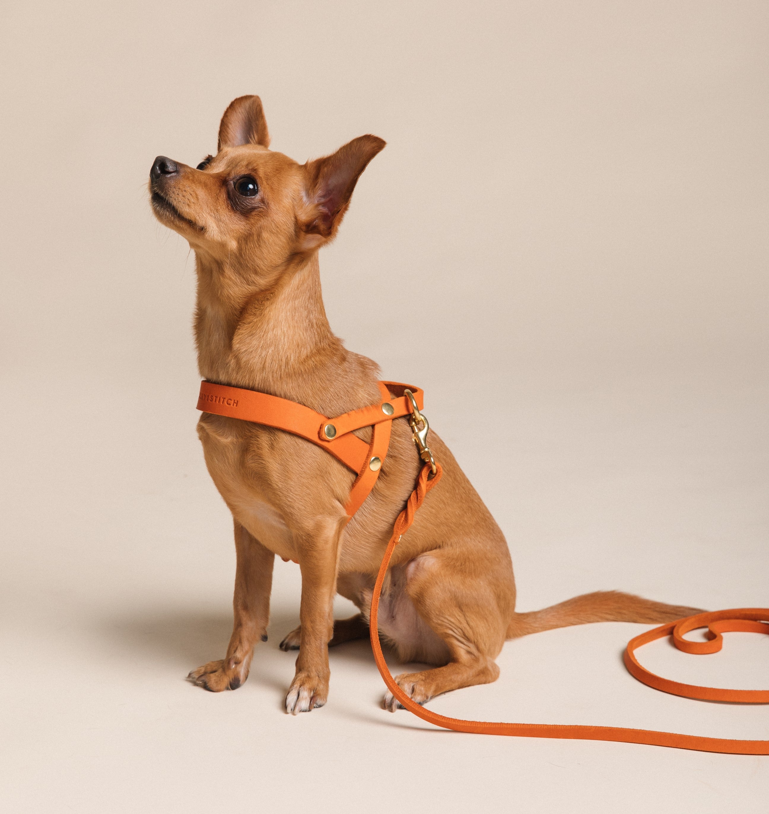 Molly and Stitch US | Butter Leather Dog Harness - Mango, Brass / XL