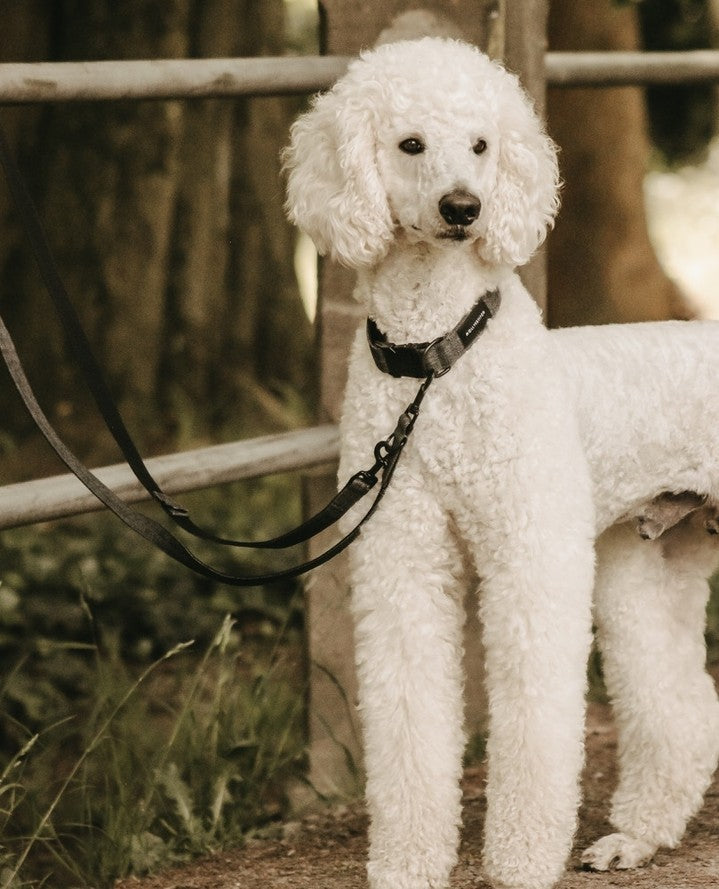 Handcrafted leather leash with braided accents, brass hardware, and a buttery soft handle