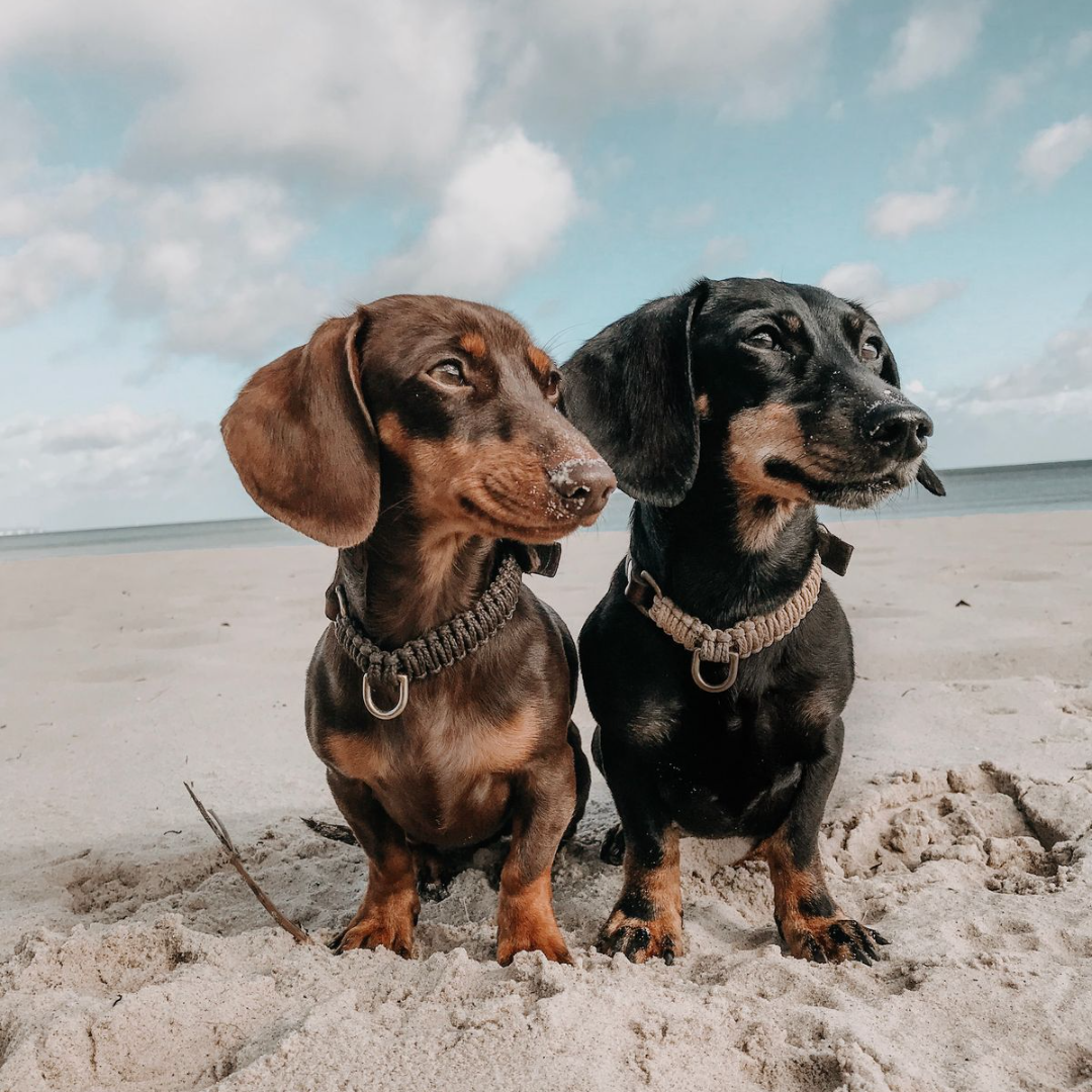 Touch of Leather Dog Collar - Chocolate