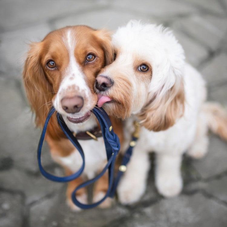 Handmade leather leash with spring-loaded brass clasps and braided detailing for durability