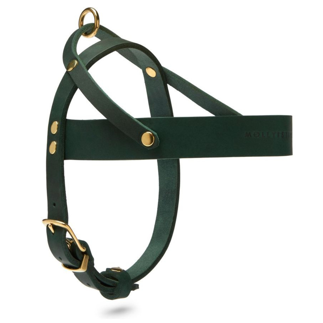 Best leather discount dog harness