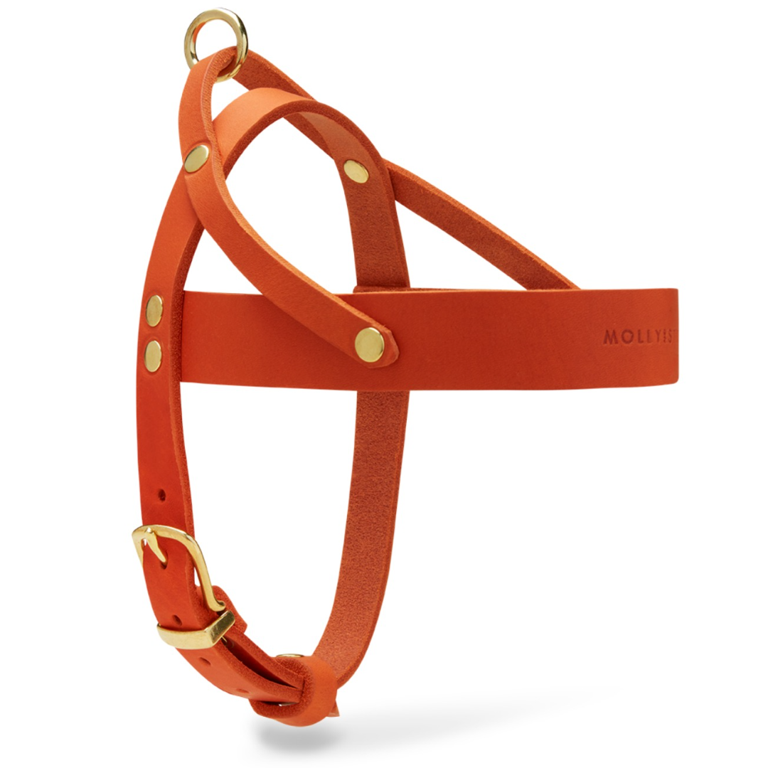Butter Leather Dog Harness - Mango – Molly And Stitch US