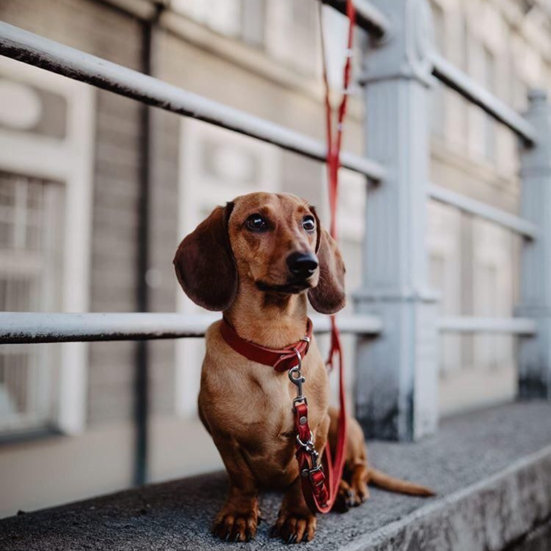 Luxurious German leather leash in Chili Red color with spring-loaded clasps and an adjustable handle
