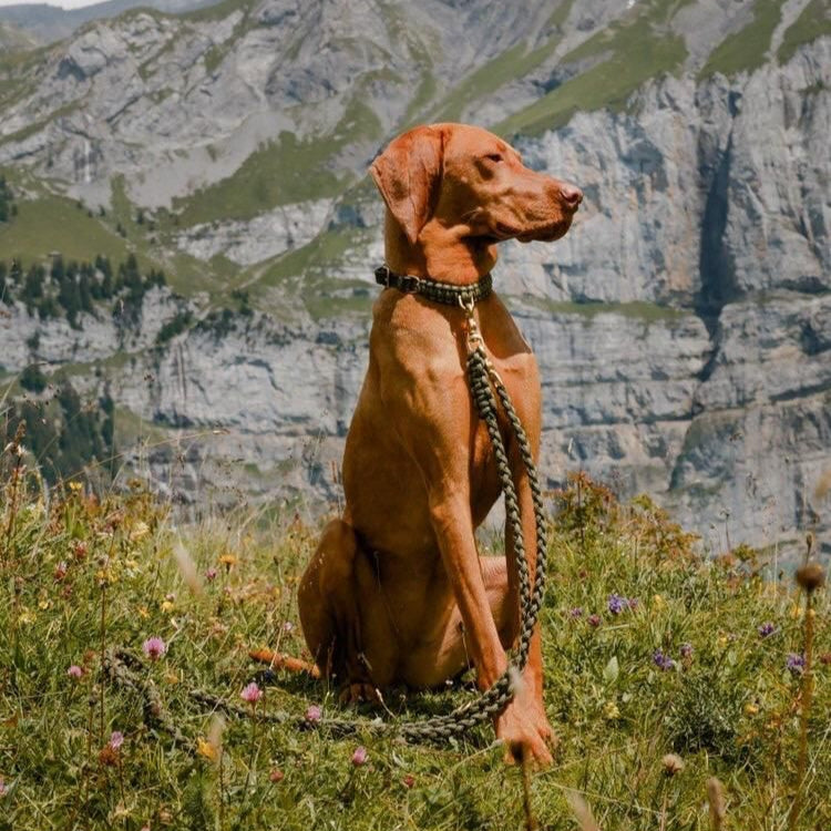Luxurious leather leash with solid brass and steel clasps, adjustable handle, and hand-braided design