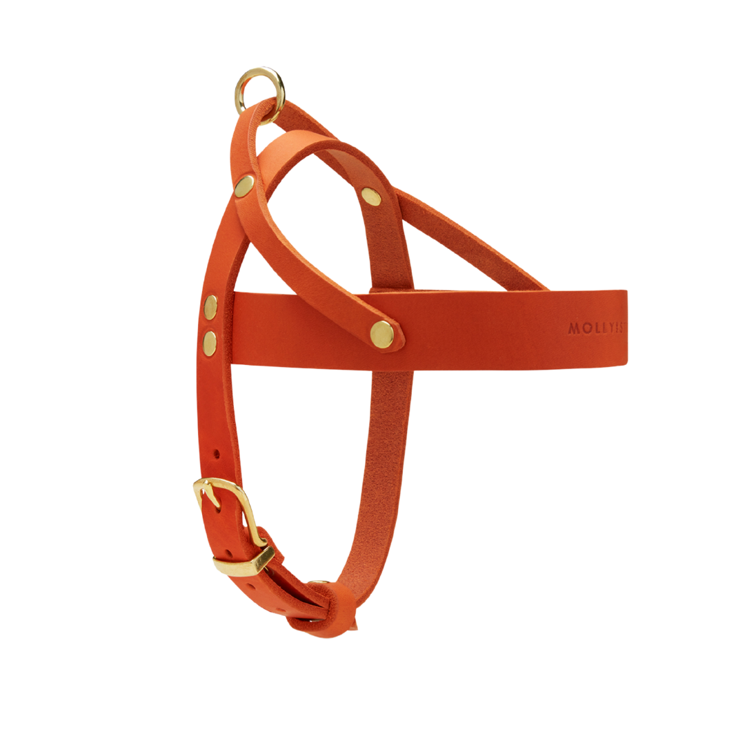 Butter Leather Dog Harness Mango