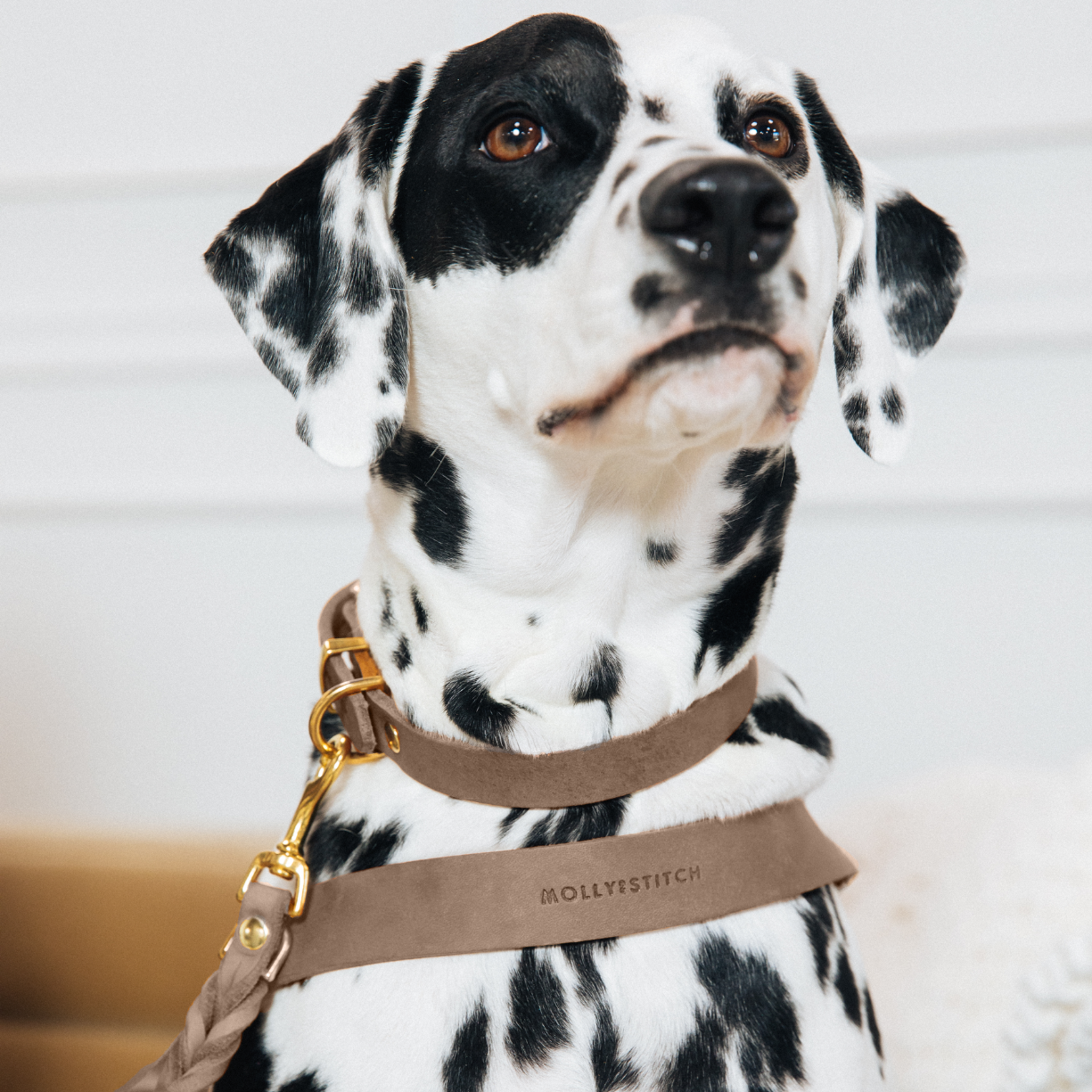 Butter Leather Dog Harness - Taupe