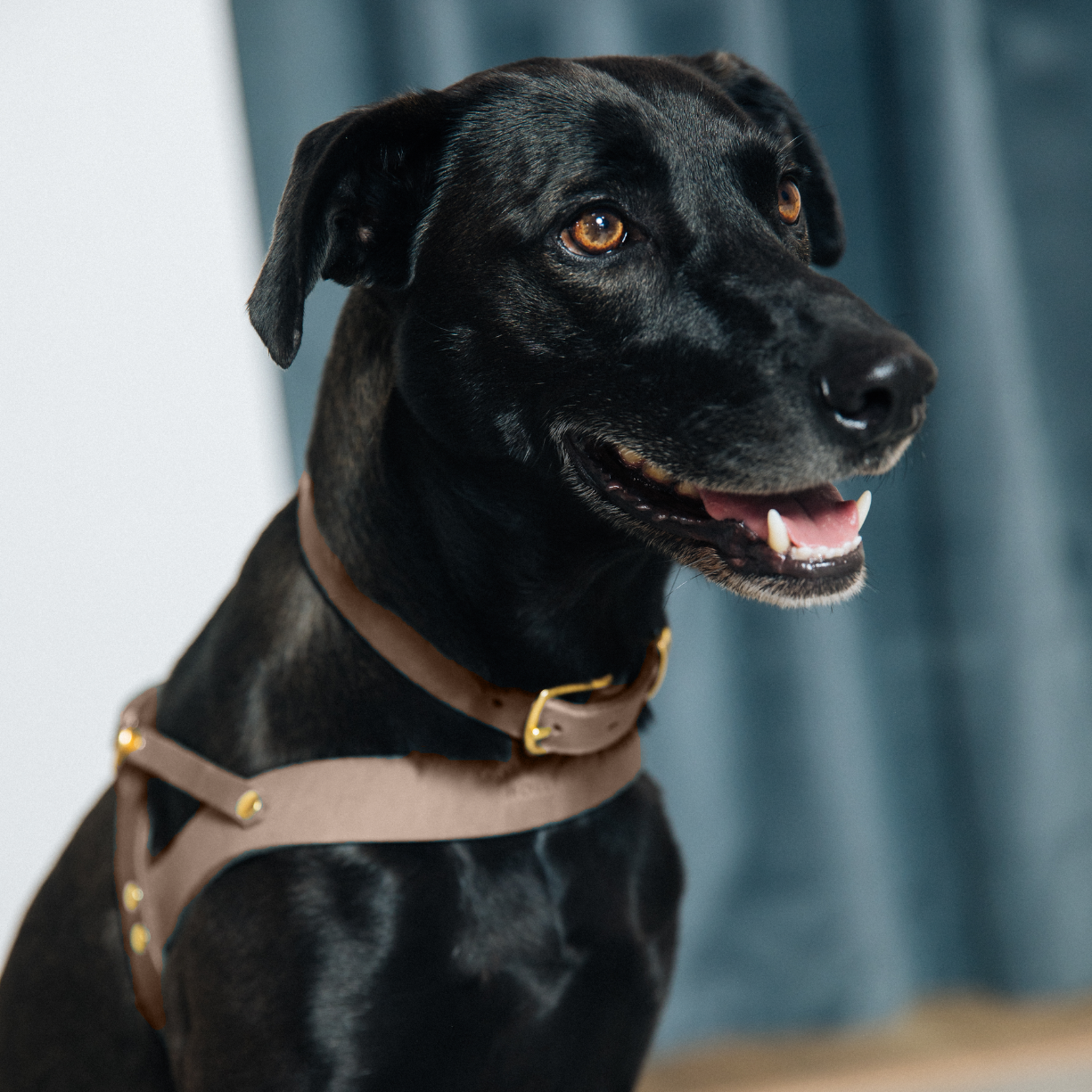 Butter Leather Dog Harness - Taupe