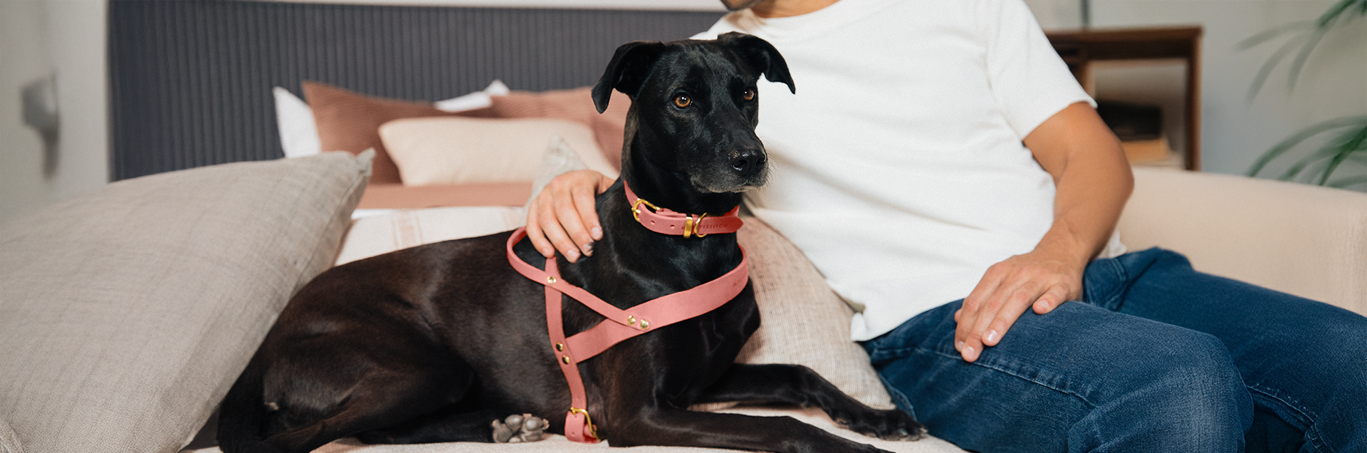 Person sitting on a couch with a black dog wearing a pink harness.