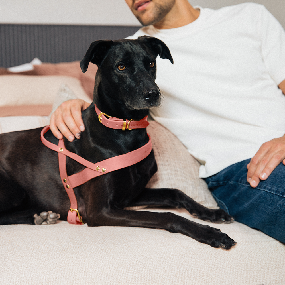 Butter Leather Dog Harness - Coral