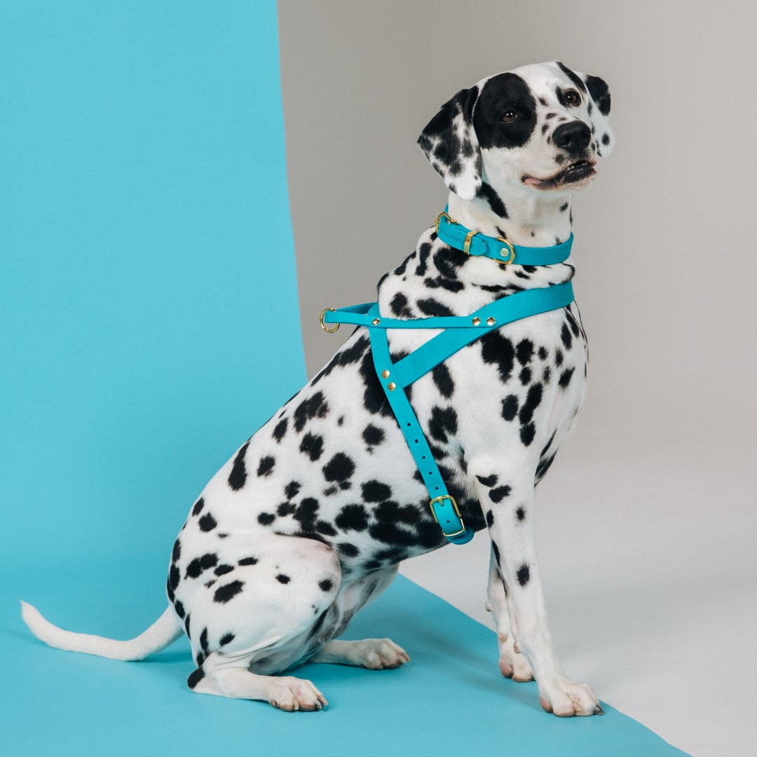 Butter Leather Dog Harness - Fiji