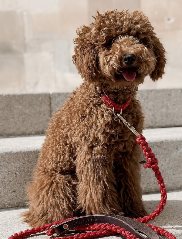 @coco.the.poodletoy