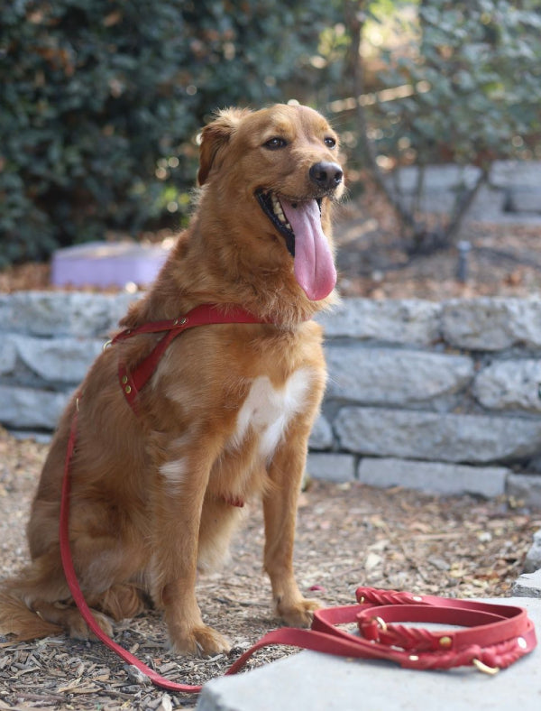 Main look image of @chance_the_mini_golden