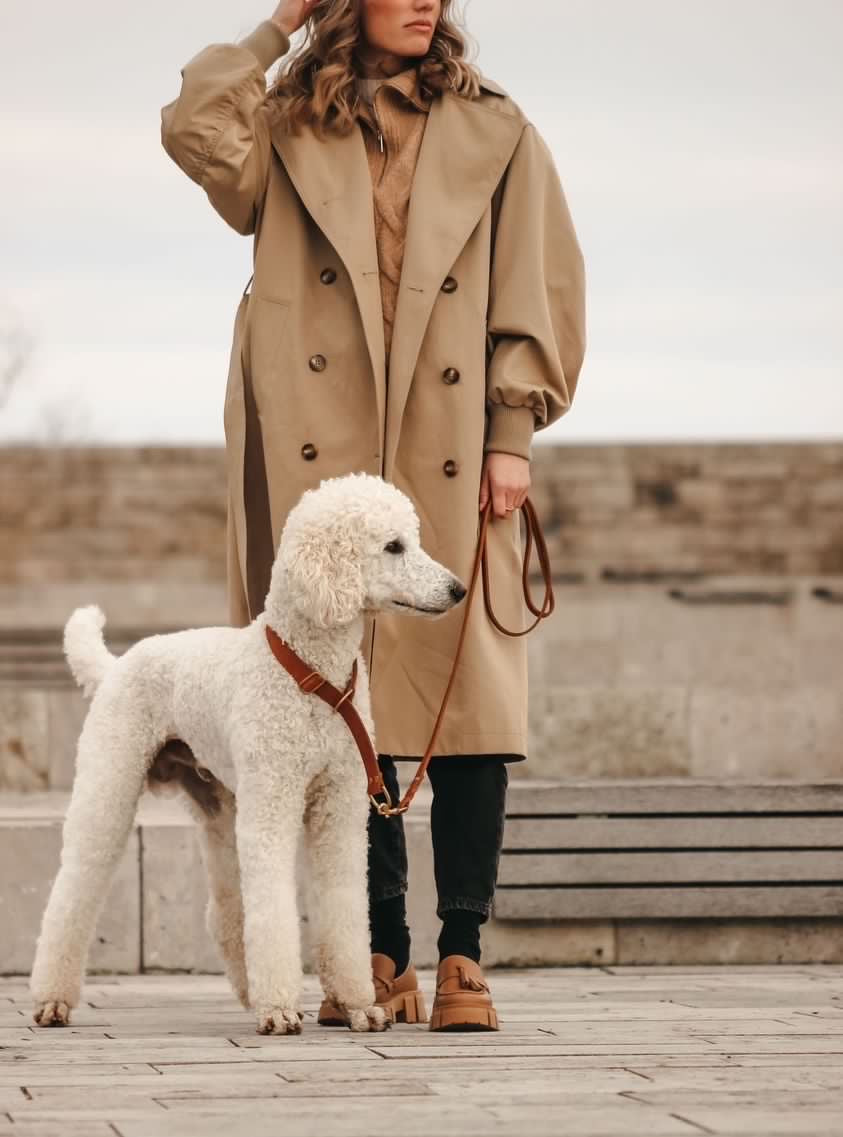 Butter Leather Retriever Dog Collar - Sahara Cognac