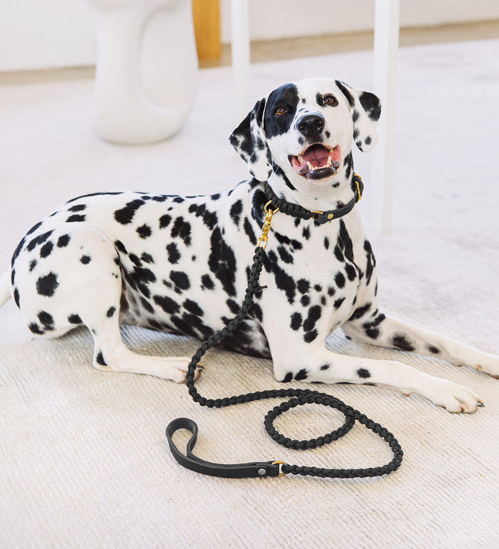 Touch of Leather Dog Leash - Nero