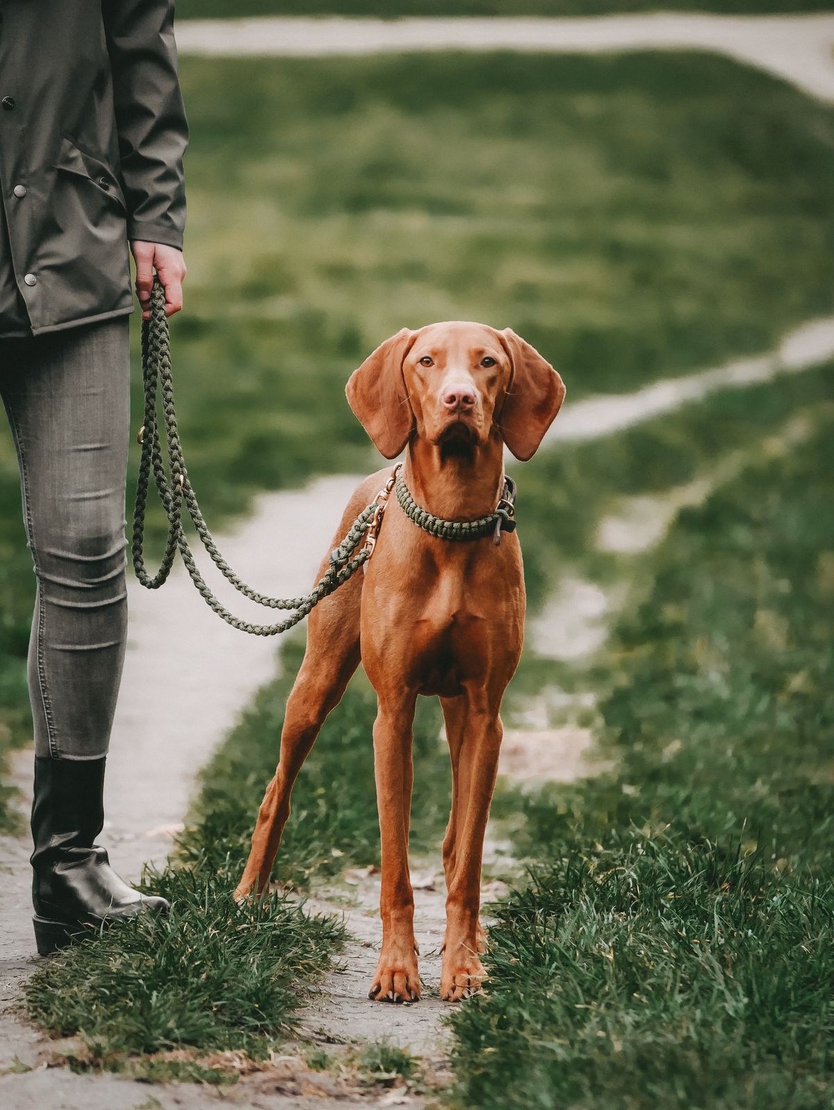 Luxurious leather leash with solid brass and steel clasps, adjustable handle, and hand-braided design