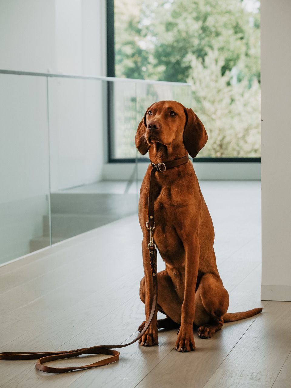 Butter Leather Retriever Dog Collar - Classic Brown