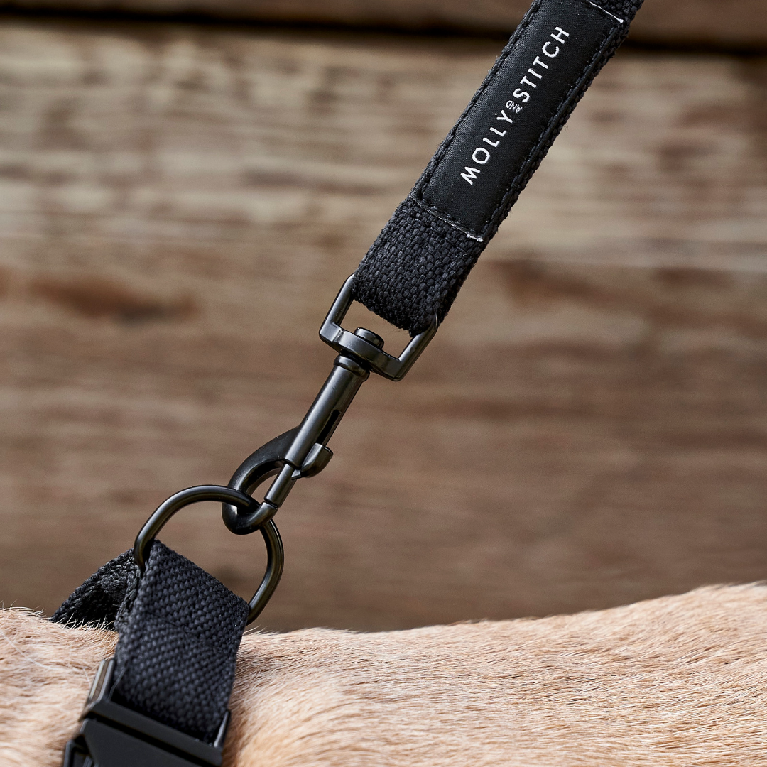 Scandinavian-inspired dog collar handmade from soft German leather with solid brass hardware