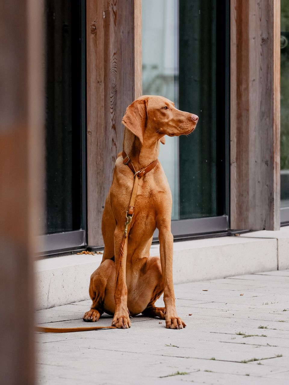 Butter Leather Retriever Dog Collar - Sahara Cognac