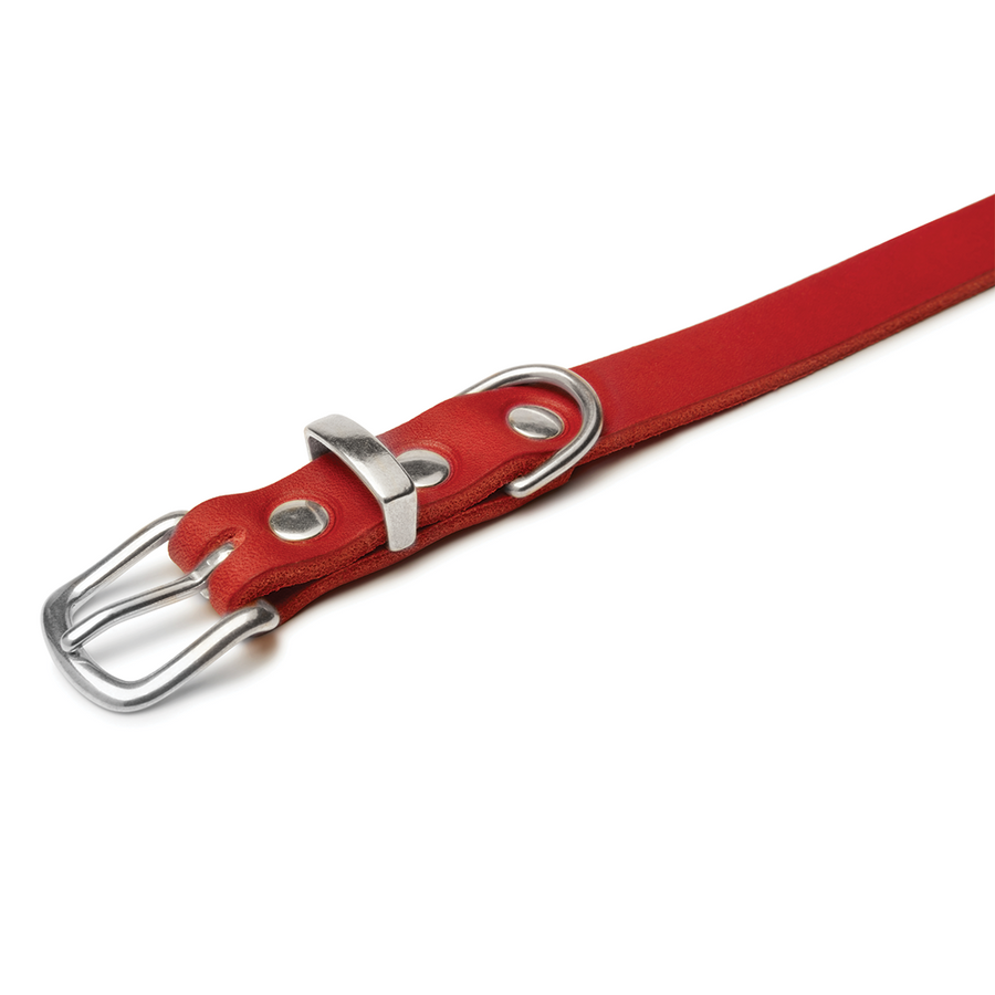 Red dog best sale collar and leash