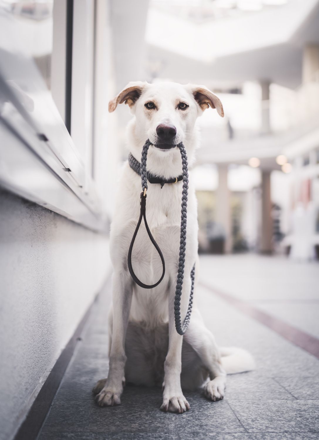 Touch of Leather Dog Leash - Grey