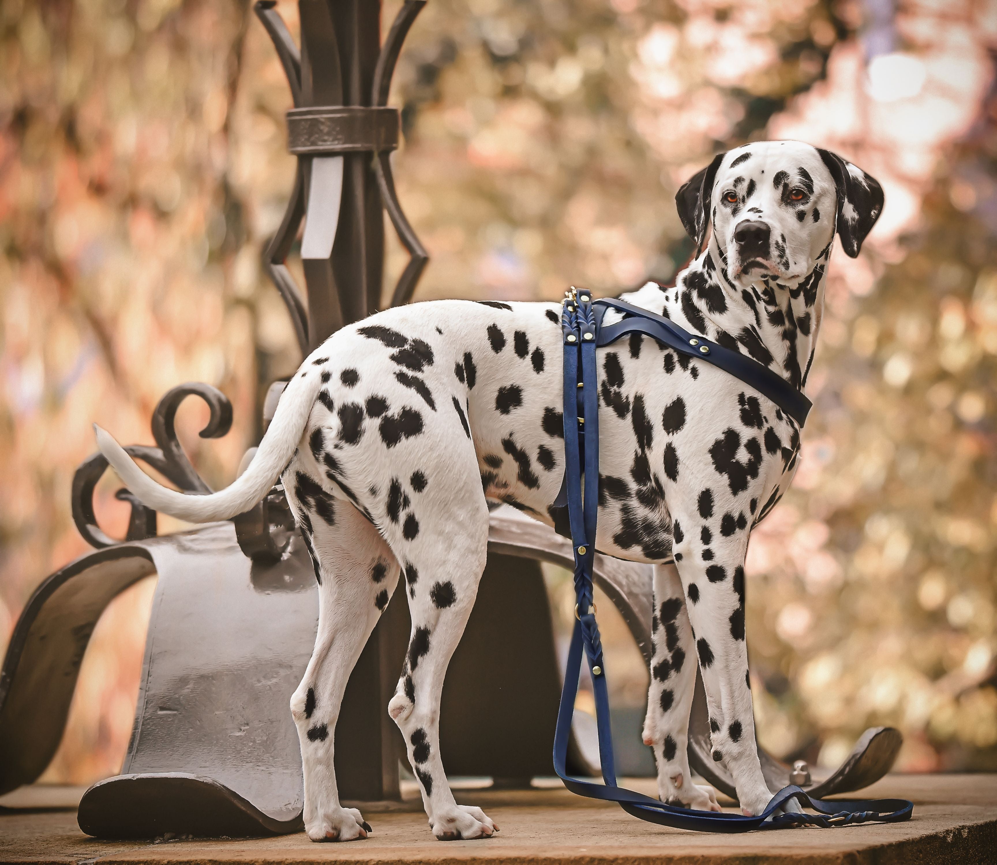 Navy blue color, elegant 6.5-foot dog leash made from genuine German leather and featuring brass hardware