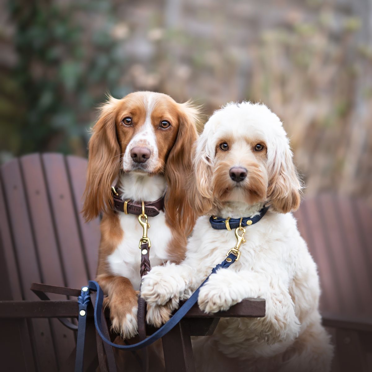 Soft leather dog collar with solid brass and steel options, designed for both comfort and style