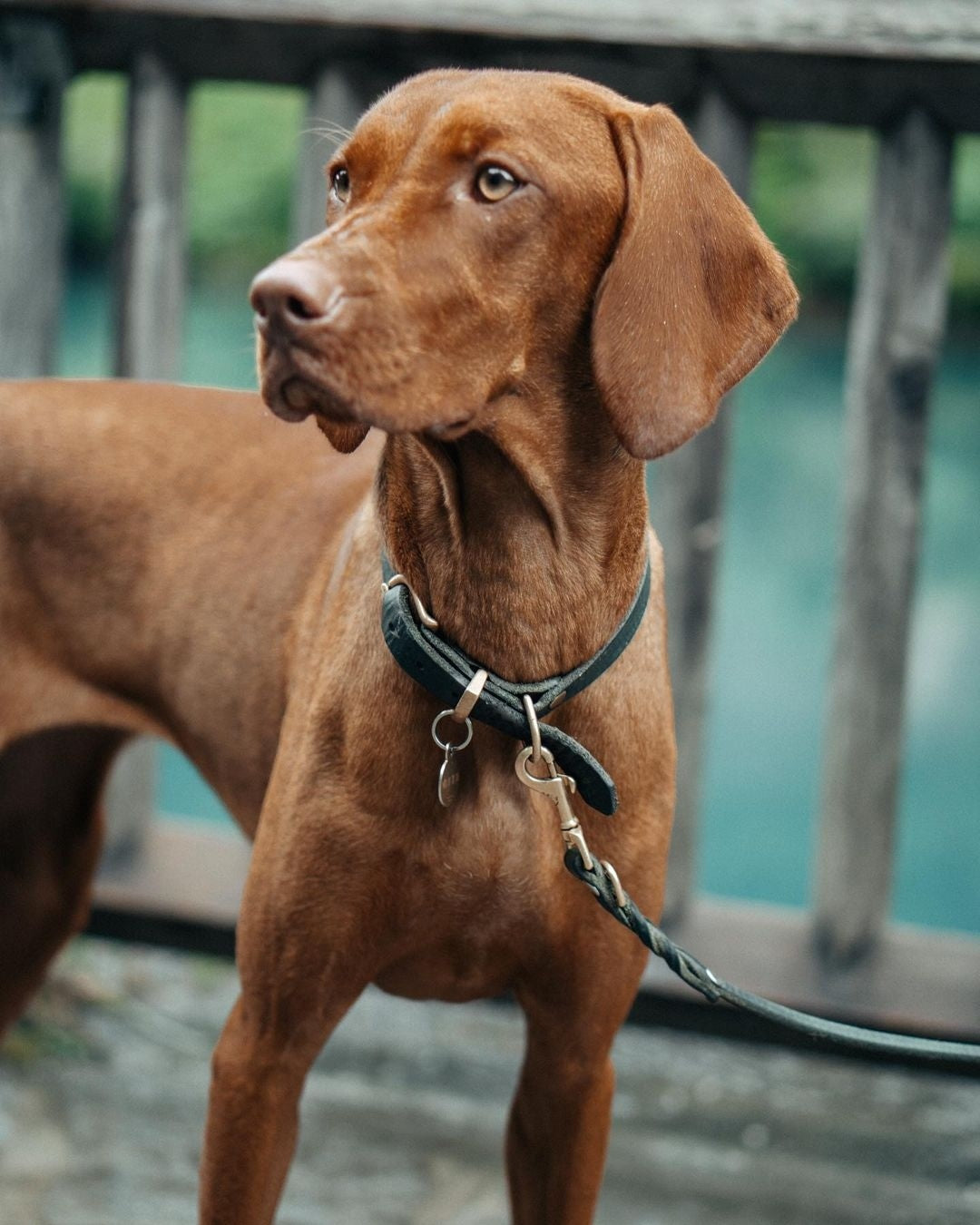 Soft leather dog collar with solid brass and steel options, designed for both comfort and style