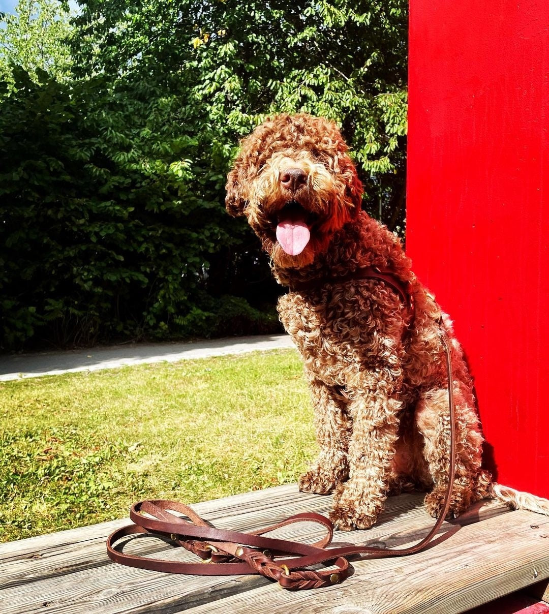 Butter Leather Dog Harness - Classic Brown