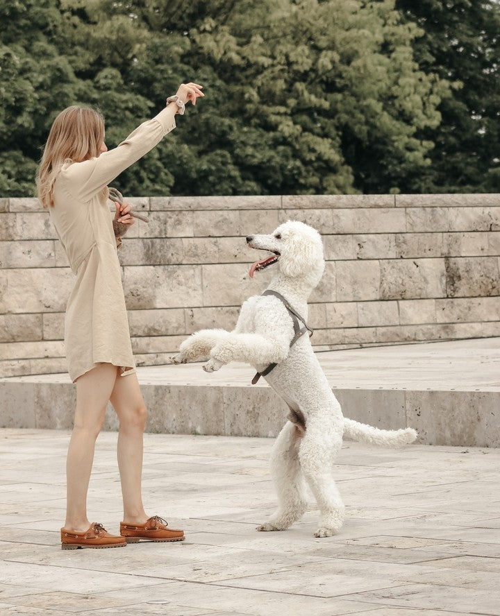 Butter Leather Dog Harness - Timeless Grey