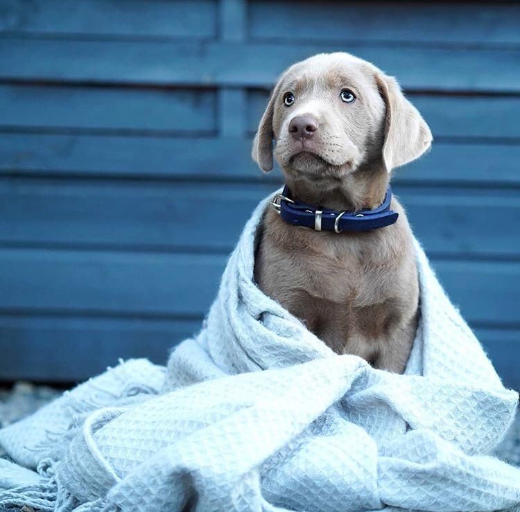 Dark blue dog collar hotsell