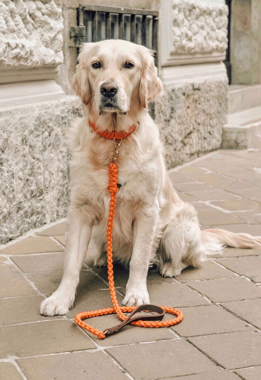 Touch of Leather Dog Leash - Pumpkin