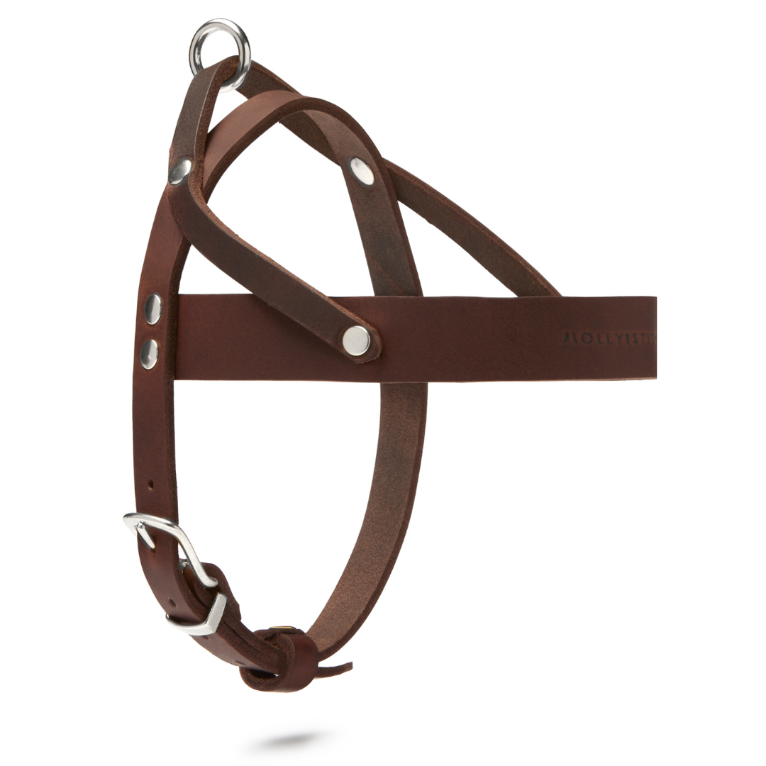 Leather dog hotsell harness and leash