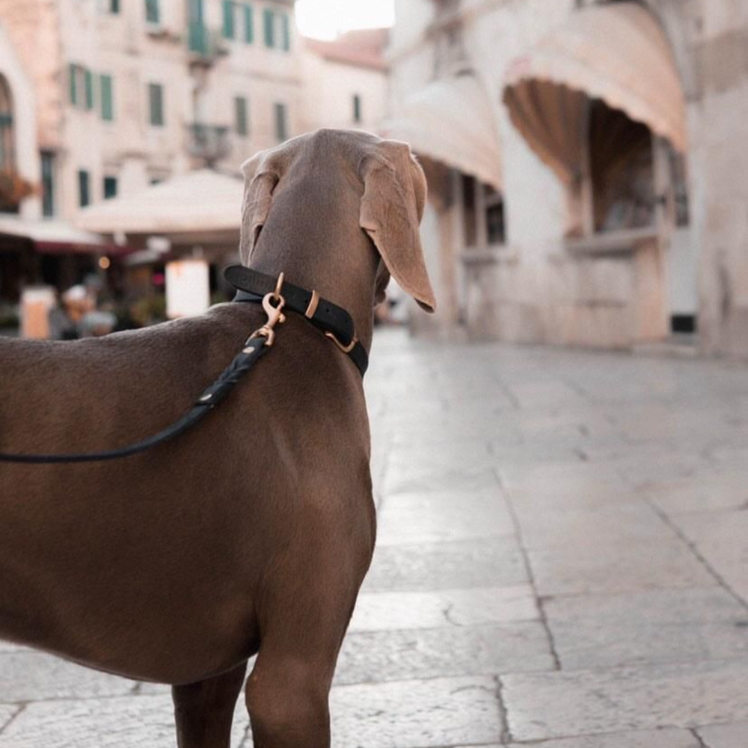 Scandinavian-inspired dog collar with buttery soft German leather and gleaming brass hardware