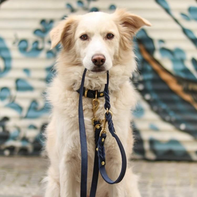 Dog wearing Luxurious German leather leash in Navy Blue color with steel clasps and a soft, adjustable handle