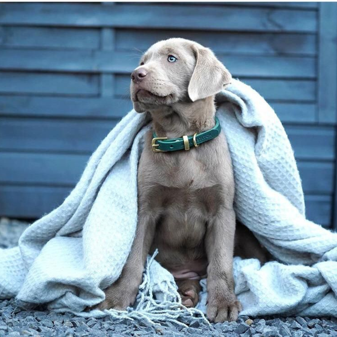 Soft leather dog collar with solid brass and steel options, designed for both comfort and style