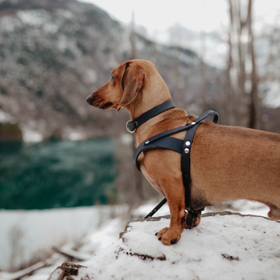 Butter Leather Dog Harness - Navy Blue