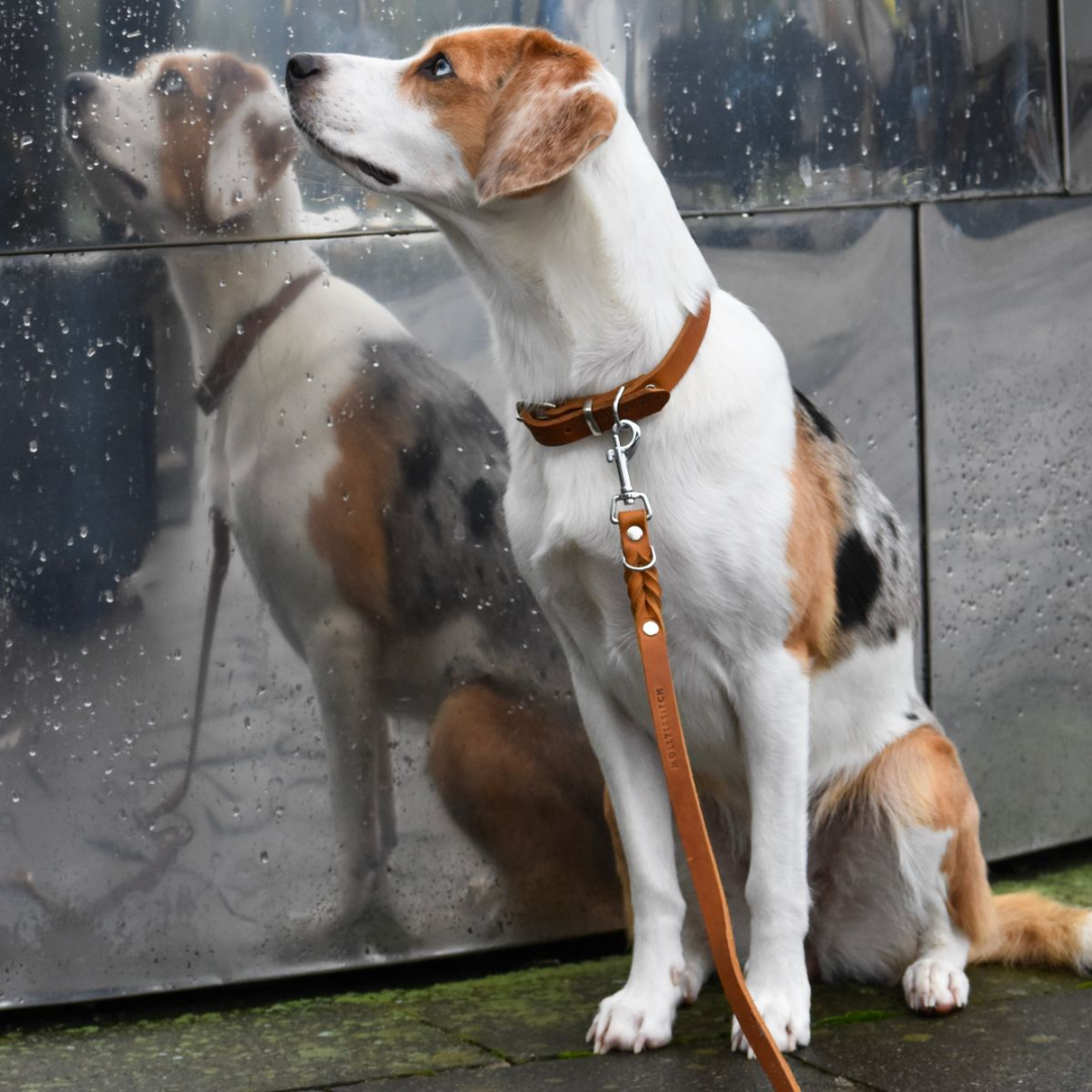 Soft leather dog collar with solid brass and steel options, designed for both comfort and style