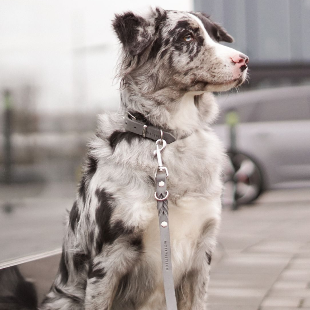 Soft leather dog collar with solid brass and steel options, designed for both comfort and style