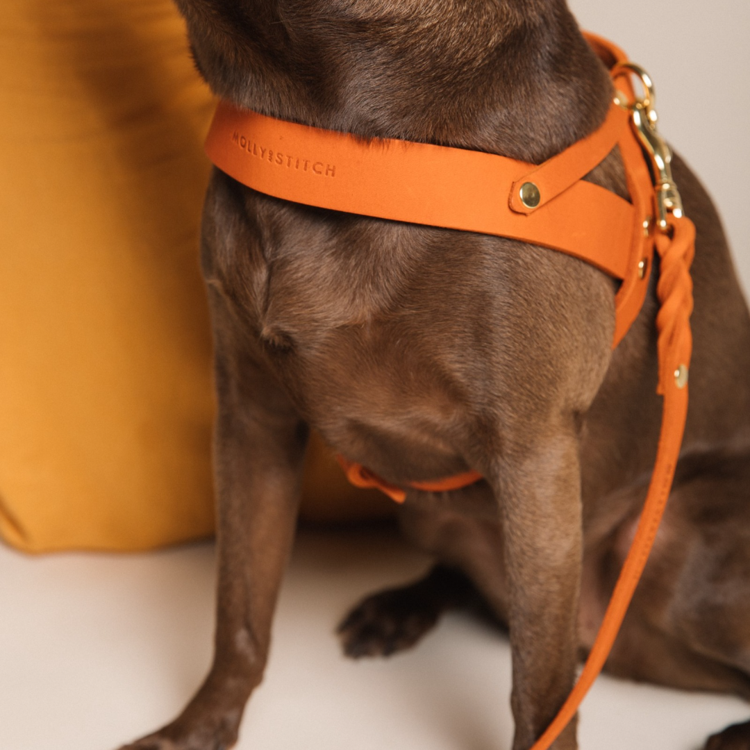 Butter Leather Dog Harness Mango