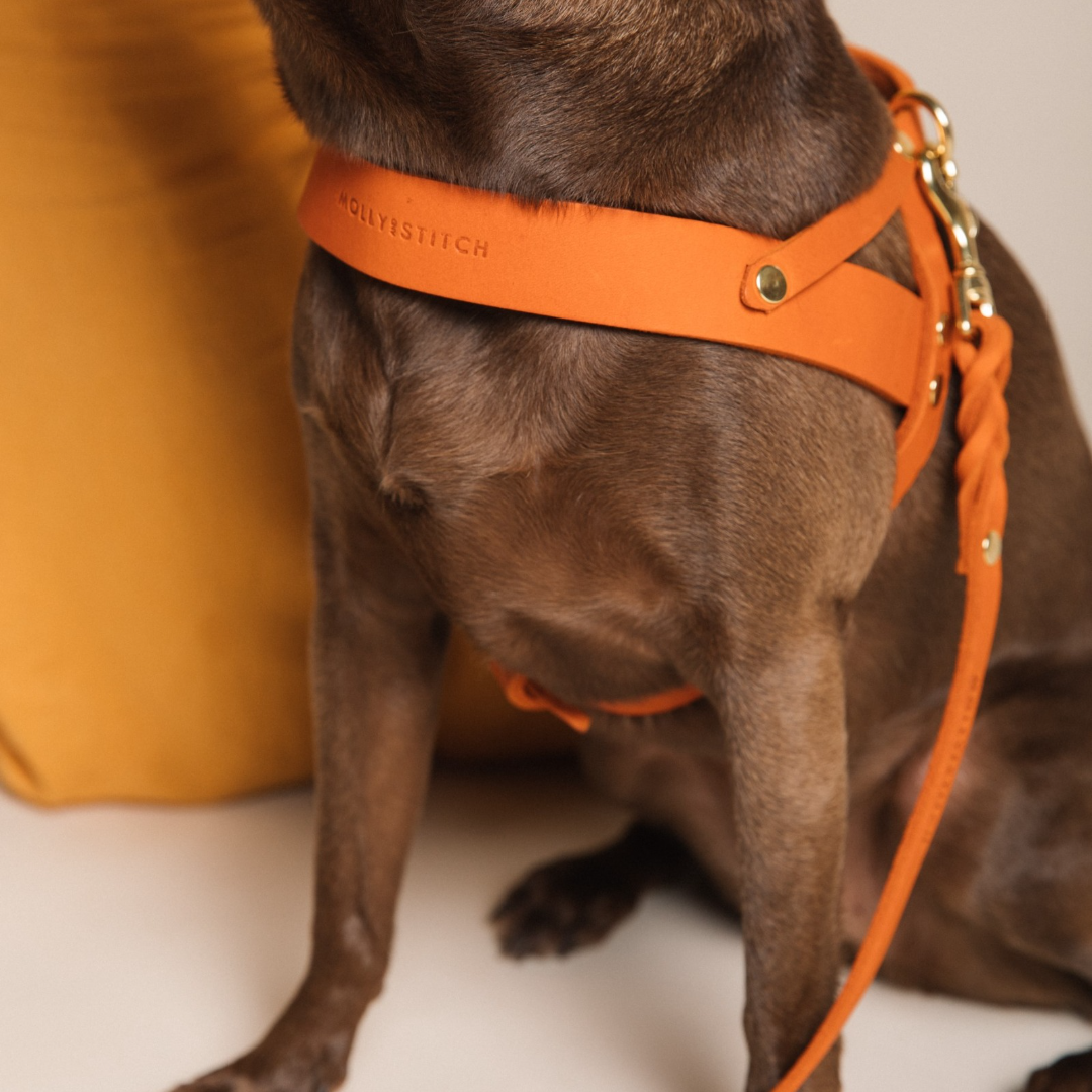 Leather dog top leash and harness