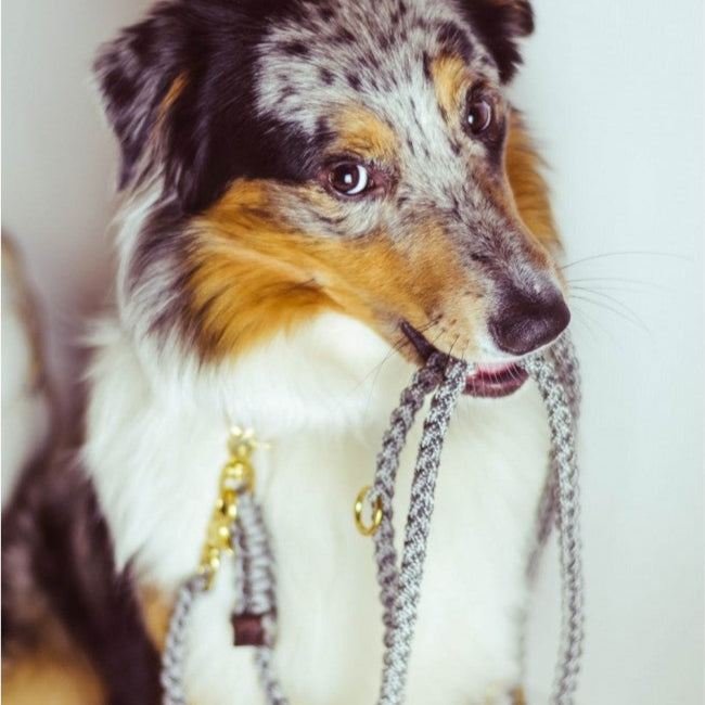 Handmade leather leash with spring-loaded brass clasps and braided detailing for durability