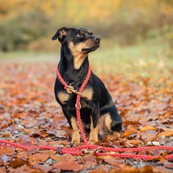 Luxurious leather leash with solid brass and steel clasps, adjustable handle, and hand-braided design