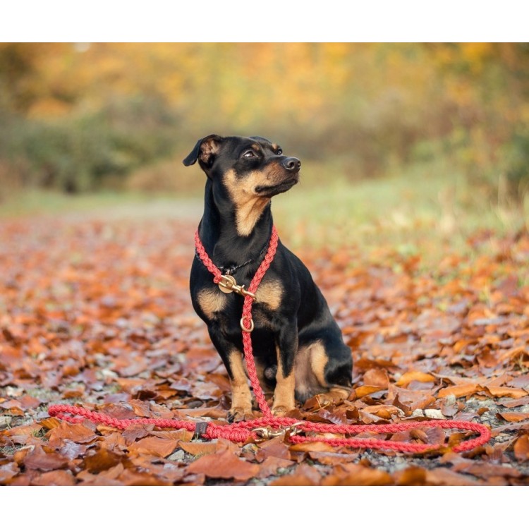 Luxurious leather leash with solid brass and steel clasps, adjustable handle, and hand-braided design