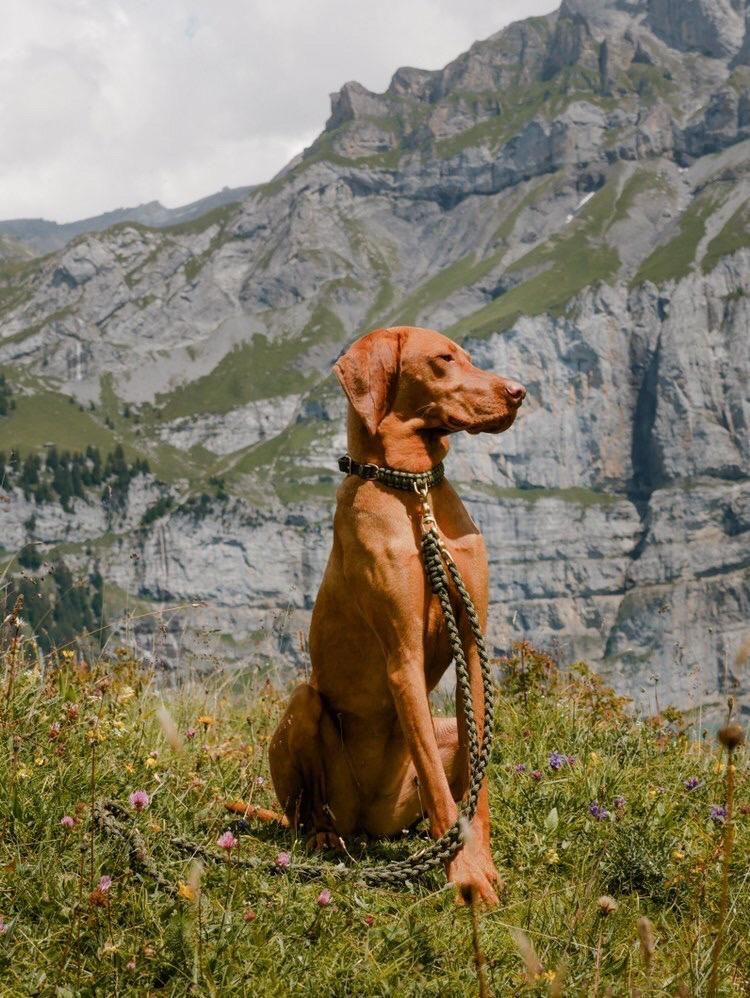 Luxurious leather leash with solid brass and steel clasps, adjustable handle, and hand-braided design